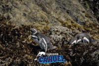 Penguins in Chiloé, rocce e uccelli. - Housity