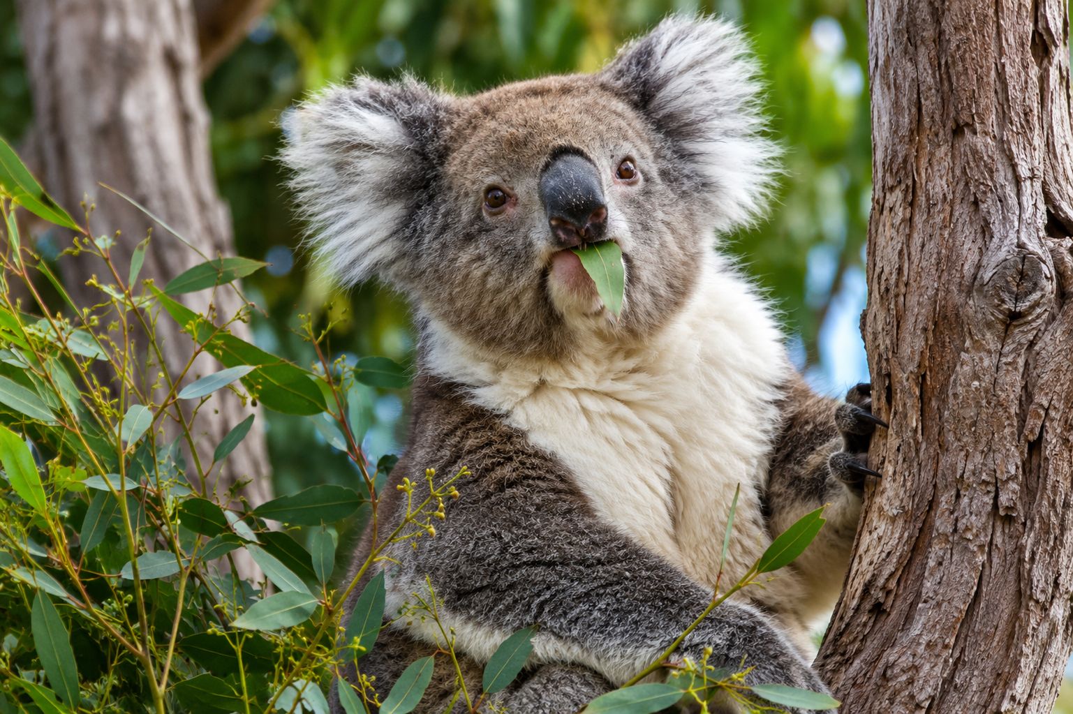 Ab Perth: Koala, Lancelin & Pinnacles-Wüste – Tagestour