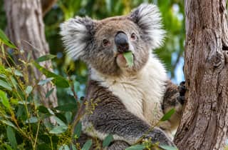 Ab Perth: Koala, Lancelin & Pinnacles-Wüste – Tagestour