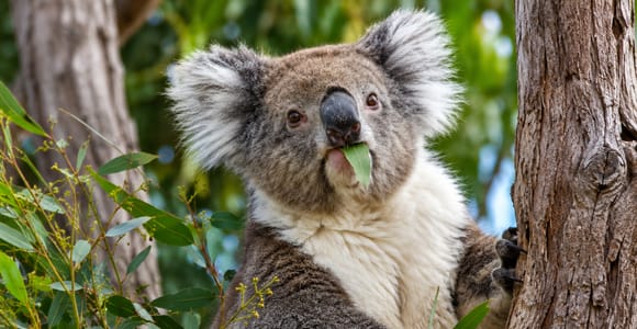 From Perth: Koala Stop, Lancelin & Pinnacles Desert Day Tour