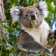 From Perth: Koala, Lancelin & Pinnacles Desert Day Tour