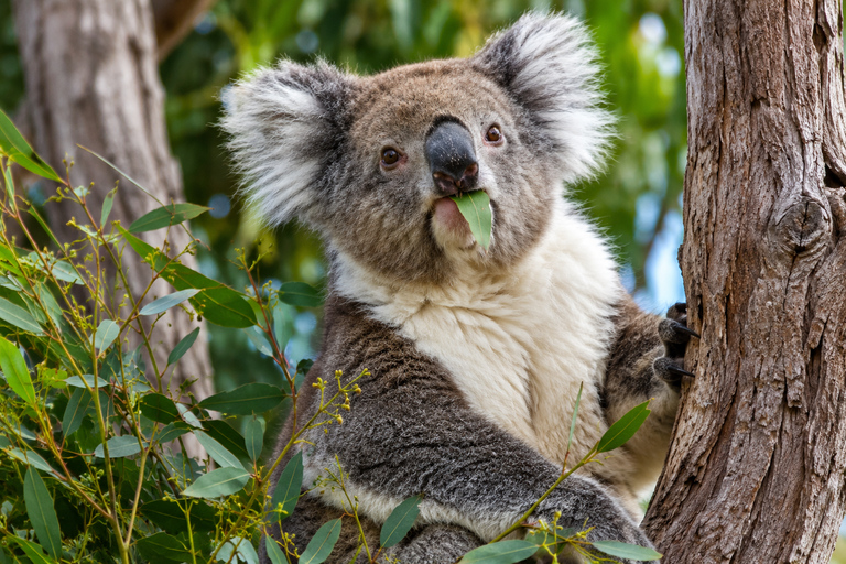Koala, Lancelin, Wedge Island & Pinnacles Tour from Perth Pinnacles Desert, Sand Dunes, and Wedge Island Day Tour