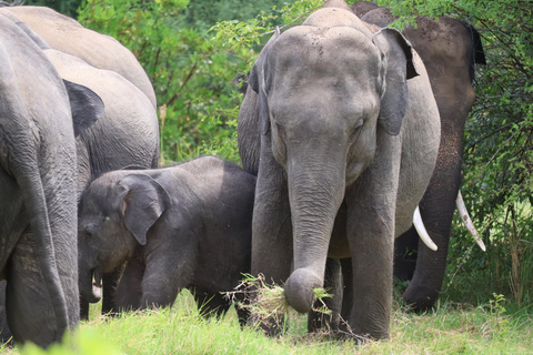 Sigiriya: Minneriya National Park Shared Safari with Pickup