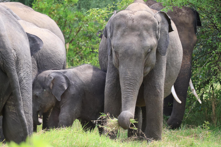 Sigiriya: Minneriya National Park Shared Safari with Pickup