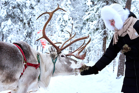 Levi: Reindeer Sleigh Ride 1.5km In Magical Forest