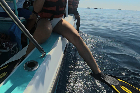 Protected natural reserve: Whale Shark Aqua Safari