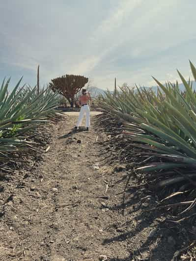 Bedste Santiago Matatlan Tacos Tequila Og Mezcal Gratis