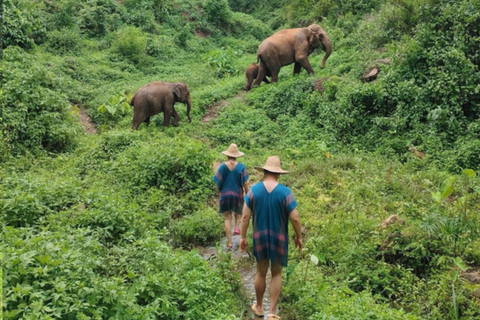 Chiang Mai | TeeTee Elephant Home Cura degli elefanti Mezza giornata