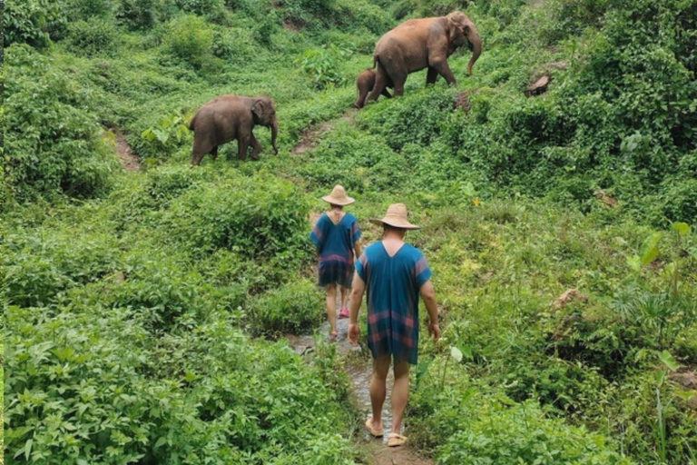 Chiang Mai | TeeTee Elephant Home Cura degli elefanti Mezza giornata