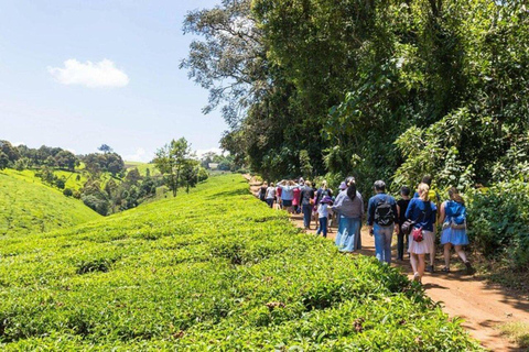 Nairobi: Kiambethu Tea Farm Guided Tour