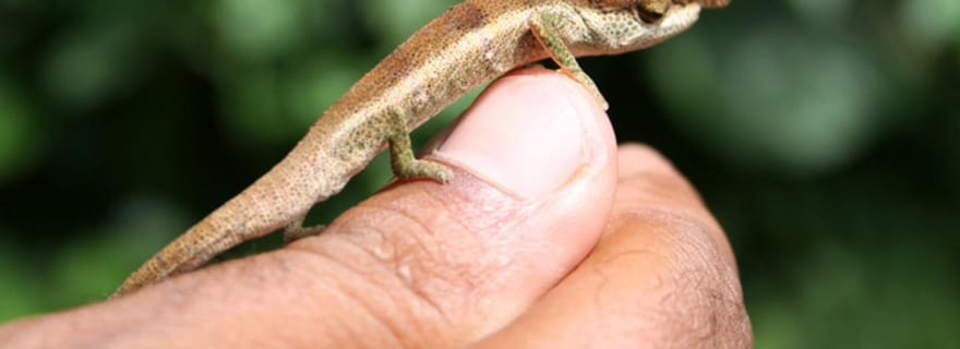 Antsiranana : Visite d'une journée à la Montagne d'Ambre