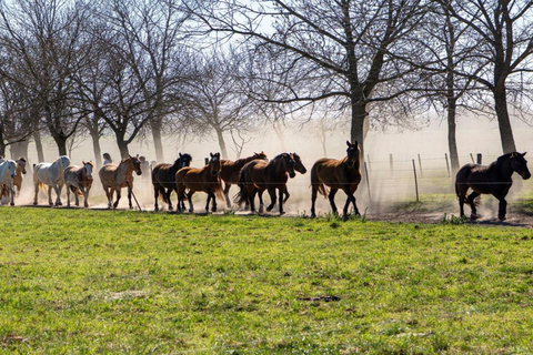 从布宜诺斯艾利斯出发：埃尔翁布德阿雷科（含接送服务）从布宜诺斯艾利斯出发：阿雷科的奥姆布树，含接送服务