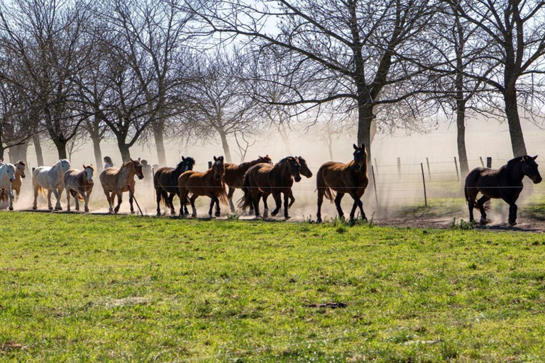 从布宜诺斯艾利斯出发：埃尔翁布德阿雷科（含接送服务）从布宜诺斯艾利斯出发：阿雷科的奥姆布树，含接送服务