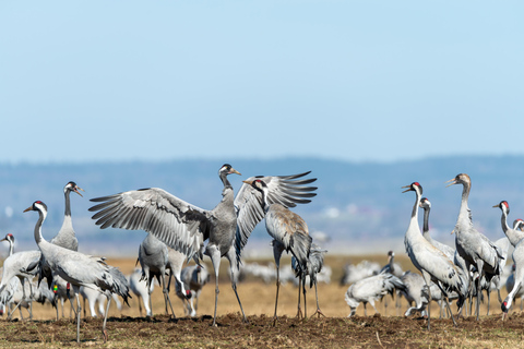 Agra to Jaipur one way transfer with Keoladeo Birds Park