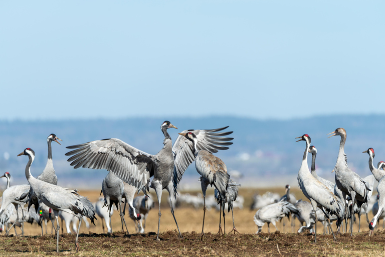 Trasferimento di sola andata da Agra a Jaipur con Keoladeo Birds Park