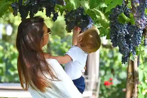 Passeggiata nel vigneto, pranzo o cena con degustazione di vini