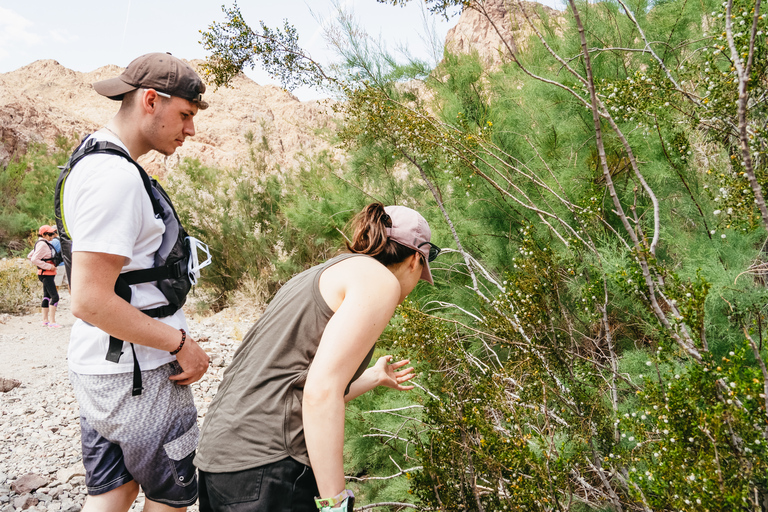 From Las Vegas: Black Canyon Half-Day Kayak Tour