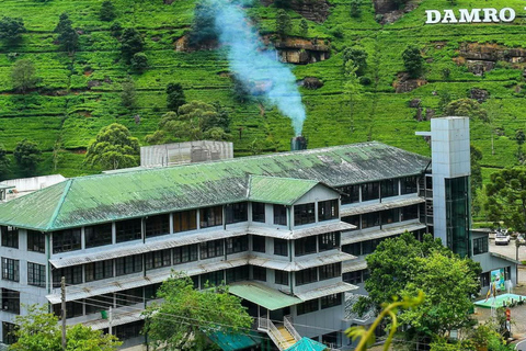 Trip from Kandy to Ambewela Railway Station via Nuwara Eliya Kandy to Nuwara Eliya and Ambewela Drop tour by car or van