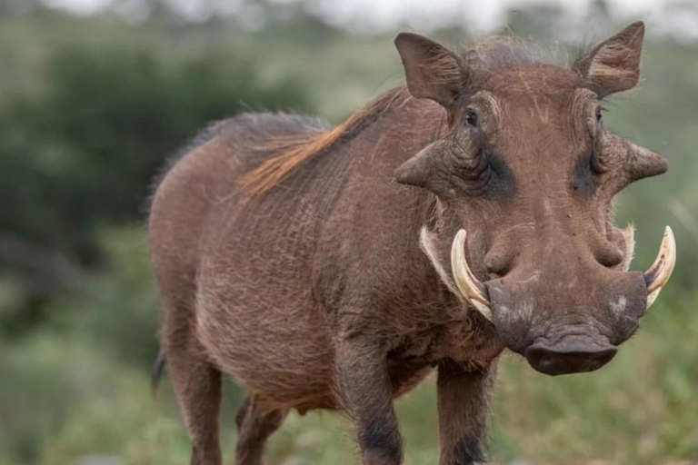 From Johannesburg: 2-Day Kruger National Park Safari