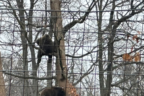 Bucareste: Santuário dos Ursos Pardos e Passeio de Quadriciclo