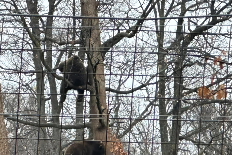 Bucareste: Santuário dos Ursos Pardos e Passeio de Quadriciclo