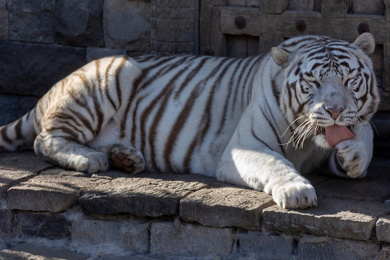 بروجليت تذكرة دخول حديقة حيوان بايري دايزاأيام الأسبوع