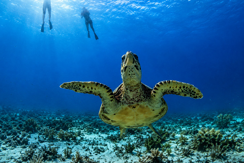 Gili Trawangan: Private Snorkeling Tour 2 Hours