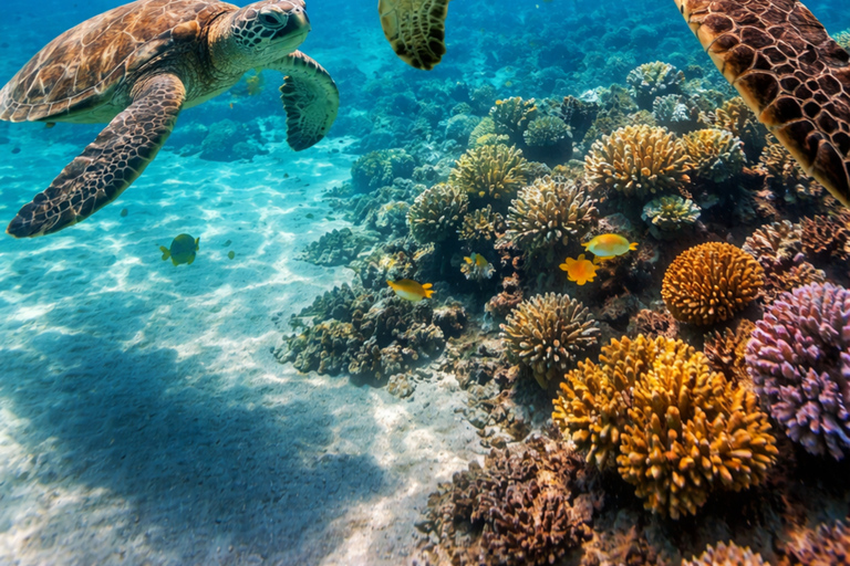 Zanzibar: Mnemba Dolphin, Jozani Forest & Turtle Sanctuary Private Tour without Hotel transfer