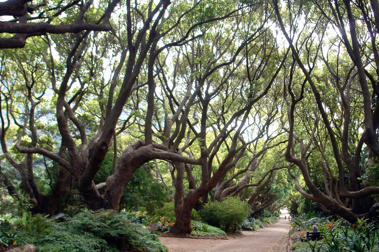 Uccelli e giardini di Città del Capo. Tour privato.