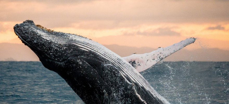 Obserwacja delfinów i wielorybów