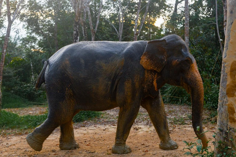 Phuket: Ethical Elephant Sanctuary Interactive Tour Ticket & Private Transfer from Select Phuket Hotels