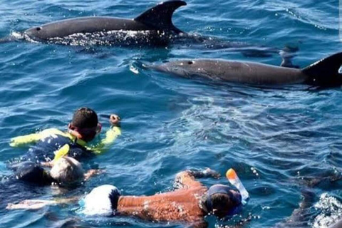 桑给巴尔：姆内姆巴环礁海豚与浮潜之旅私人观光，不含酒店接送服务，不含入场费