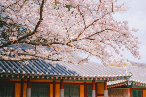 Jeju: Cherry Blossom Tour with Hotel Pickup Jeju cherry Blossom Season Tour : Small Group [Hotel P-up]