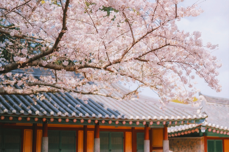 Jeju: Cherry Blossom Tour with Hotel Pickup Jeju cherry Blossom Season Tour : Small Group [Hotel P-up]