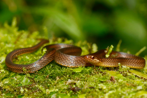 São Paulo: Forest Night Walk Tour with a Biologist