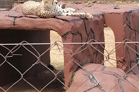 TOUR DE MEDIO DÍA POR EL PARQUE DE LOS LEONES Y SAFAFI