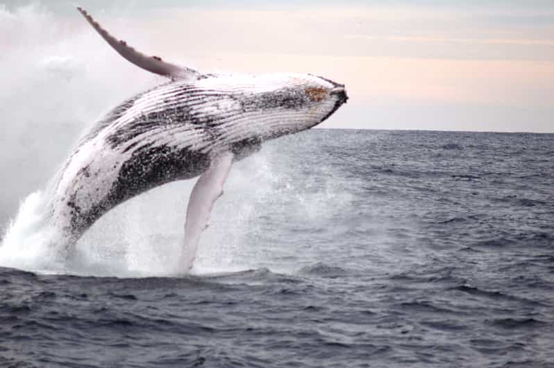 Newcastle Whale Watching Cruise GetYourGuide