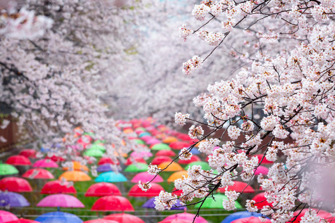 Busan: Jinhae-kersenbloesemfestival dag- of avondtourAvondtour Jinhae, ontmoeten op Busan Station