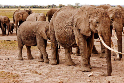 Chobe Private Tagestour Ein luxuriöses Safari-Erlebnis