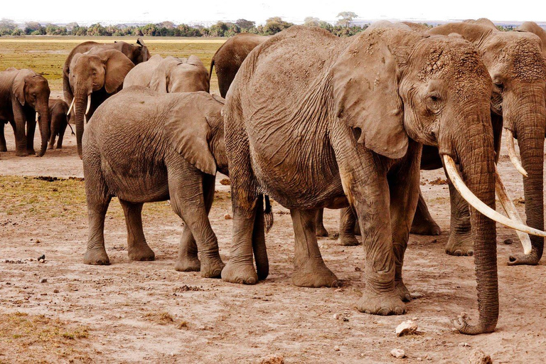 Chobe Private Tagestour Ein luxuriöses Safari-Erlebnis