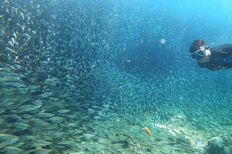 Cebu: Oslob Whale Sharks, Kawasan Fall & Moalboal Sardines Join/Shared Tour Option
