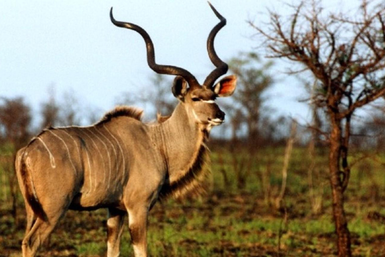 From Durban: Tala Game Reserve Half Day Safari