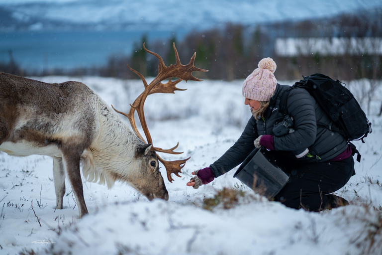 Tromsø: Royal Reindeer at Sami Camp | Feeding & Stories English Guide