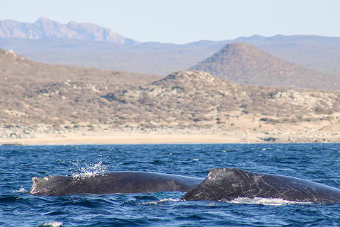 圣何塞卡波观鲸日出之旅