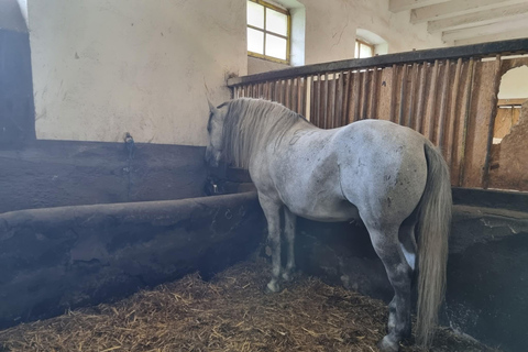 Brașov: Bear Sanctuary & Lipizzaner Horses Day Tour