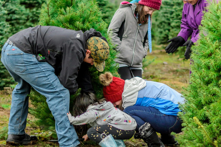 Las Vegas: l&#039;avventura di tagliare il tuo albero di NataleLas Vegas: diga di Hoover, città fantasma del West e cliff jumping