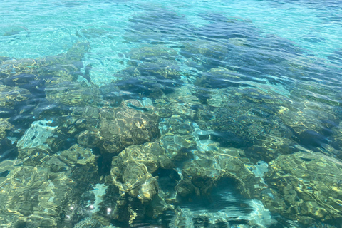Mnemba: Afrikanska Maldiverna dagstur med lunchNungwi: Afrikanska Maldiverna dagstur med lunch