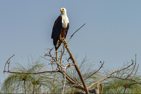 3-day Rwanda Bird Watching in Akagera National Park