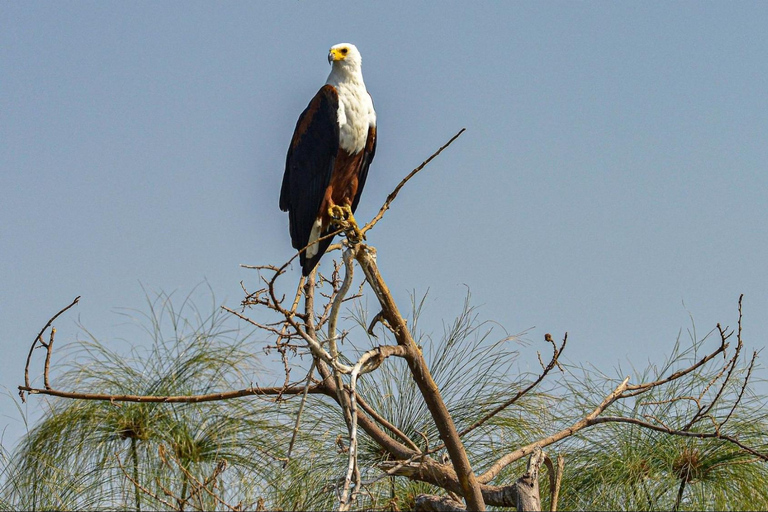 3-day Rwanda Bird Watching in Akagera National Park