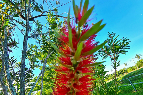 Penang: Cameron Highlands Private Tour with Tea Plantation